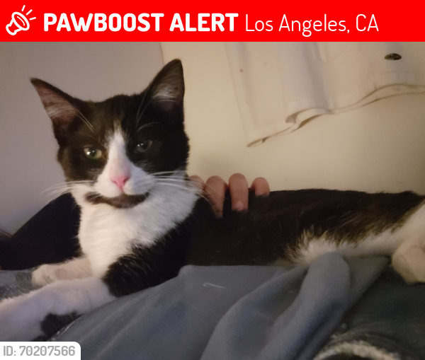 Lost Female Cat last seen Portola Avenue, El Sereno 90032, Los Angeles, CA 90032