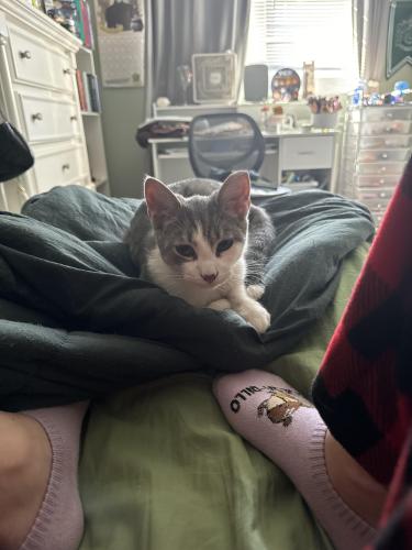 Lost Male Cat last seen Belver Dr & Aron Dr, Bohemia, NY 11716