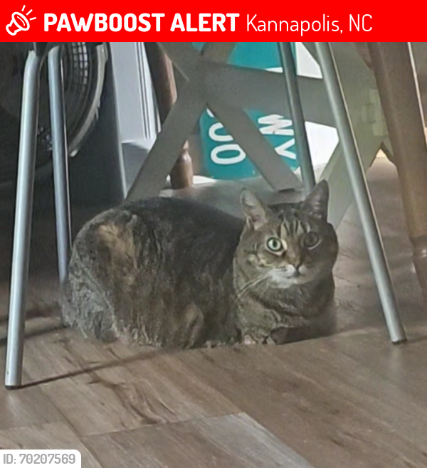 Lost Male Cat last seen Pleasant Dr & Rainbow Dr, Kannapolis, NC 28081