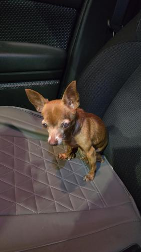 Lost Female Dog last seen 6820sw 6th Street Miami 33144, Miami, FL 33144