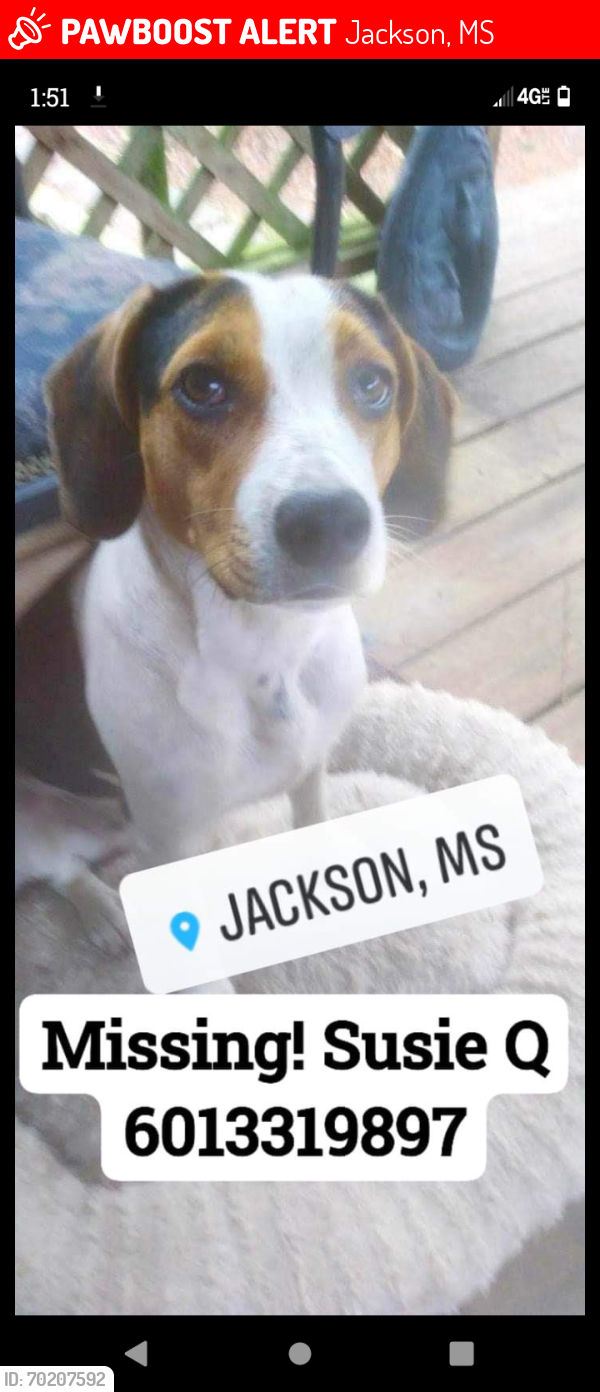 Lost Female Dog last seen I55 we buy junk cars, Jackson, MS 39212