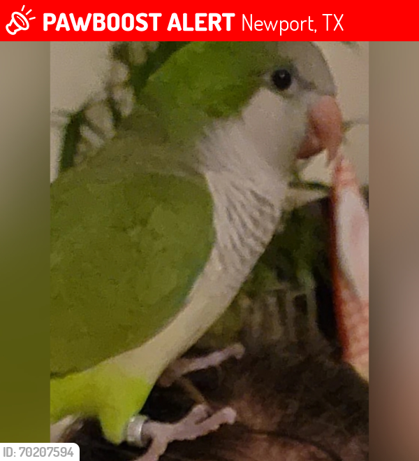Lost Unknown Bird last seen Via Dora/Companion Dr, Newport, TX 77532