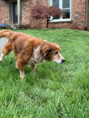 Lost Male Dog last seen Near Autumn Hills Farm in Simpsonville, Simpsonville, KY 40067