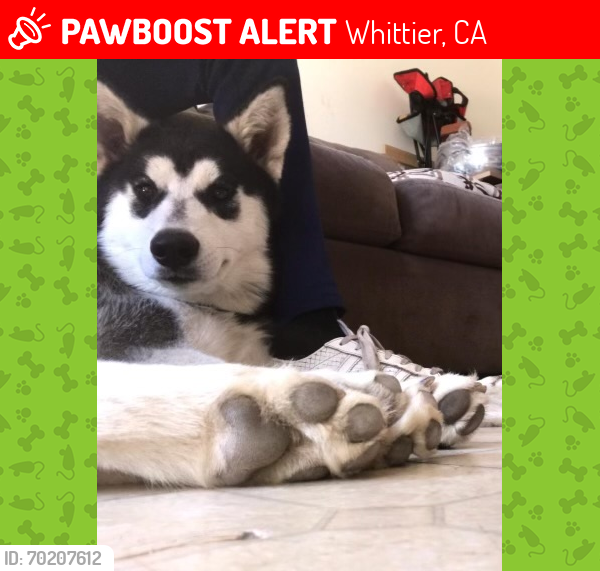 Lost Female Dog last seen Carmenita rd, Whittier, CA 90605