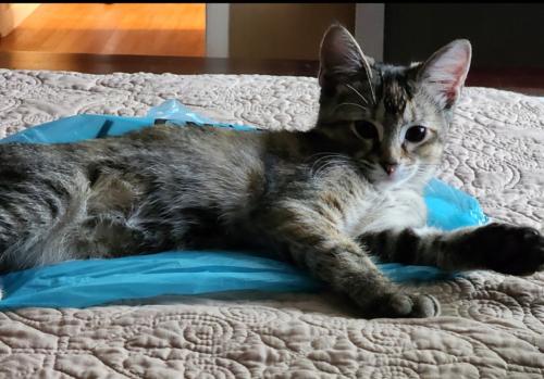 Lost Female Cat last seen Warwick & Hickory Point, Newport News, VA 23608