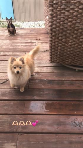 Lost Female Dog last seen Agnier avenue , San Antonio, TX 78212