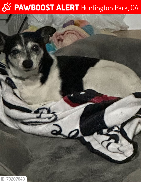 Lost Male Dog last seen Grand and Seville, Huntington Park, CA 90255