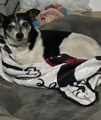 Lost Male Dog last seen Grand and Seville, Huntington Park, CA 90255