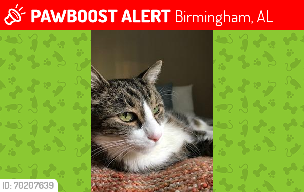 Lost Female Cat last seen Portobello Road Birmingham Alabama - Cahaba Beach Road, Birmingham, AL 35242
