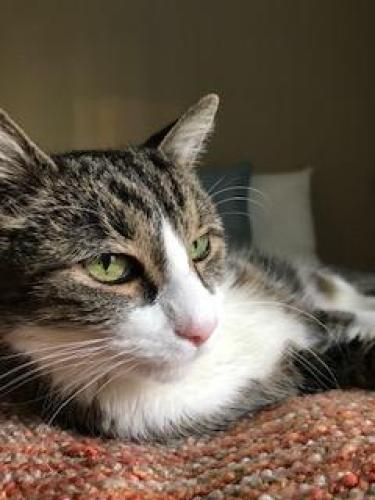 Lost Female Cat last seen Portobello Road Birmingham Alabama - Cahaba Beach Road, Birmingham, AL 35242