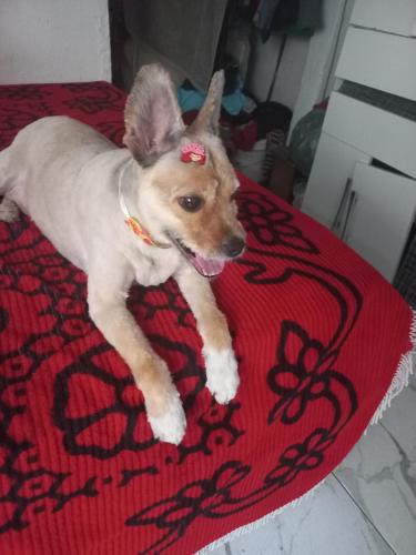 Lost Female Dog last seen Supermercado negreiros, Vila Ponte Rasa, SP 