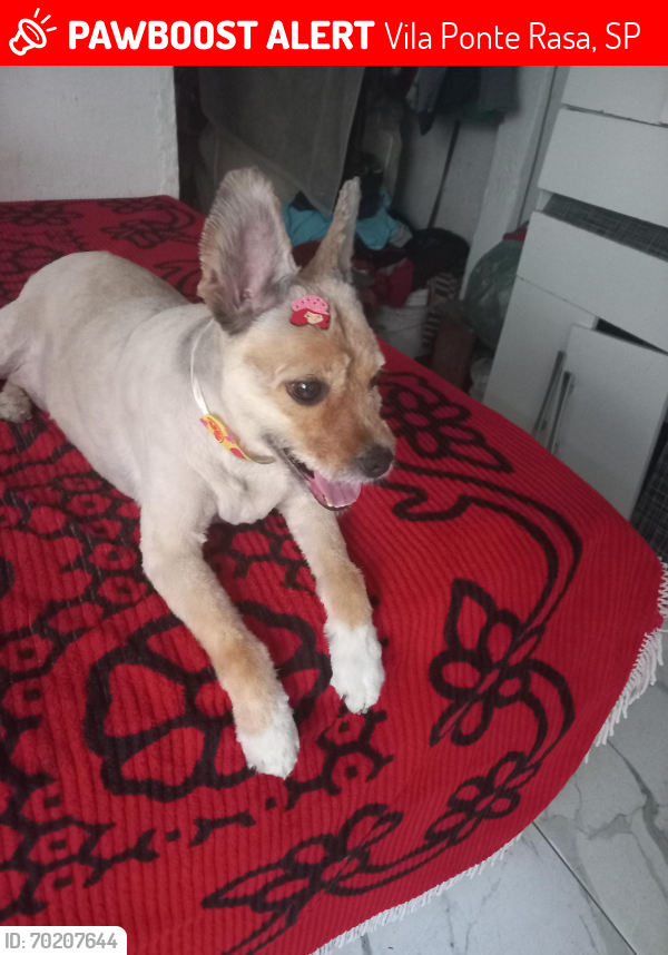 Lost Female Dog last seen Supermercado negreiros, Vila Ponte Rasa, SP 