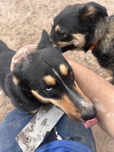 Lost Female Dog last seen Camino de la rosa , borrego rd, San Elizario, TX 79849