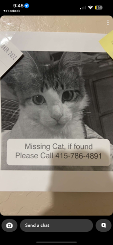 Lost Male Cat last seen Mission Valley Church, Phoenix, AZ 85050