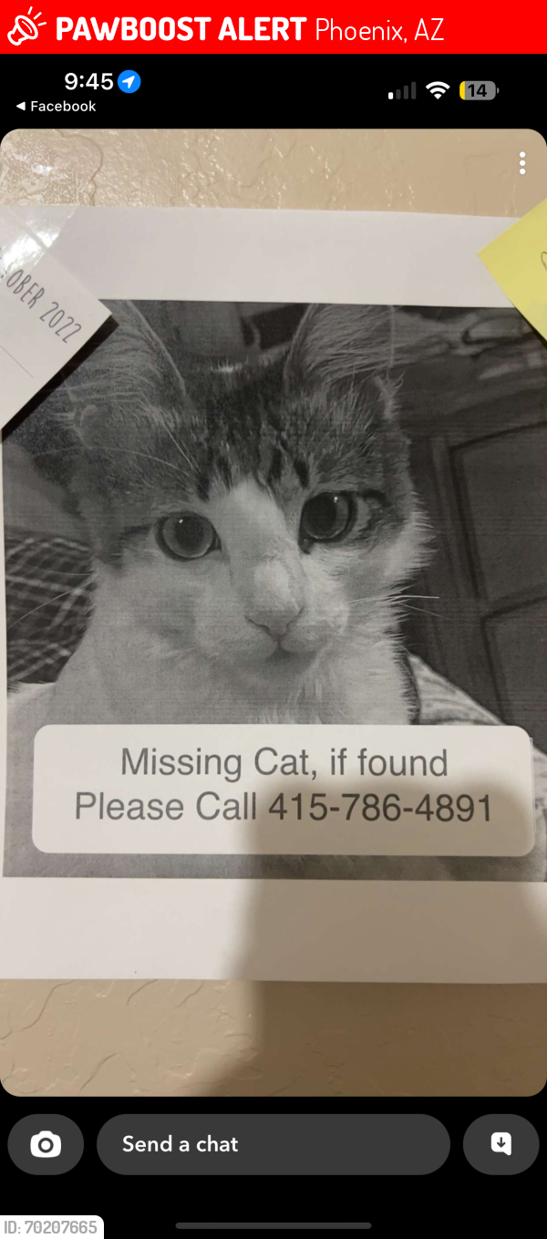 Lost Male Cat last seen Mission Valley Church near East Renee Dr, Phoenix, AZ 85050