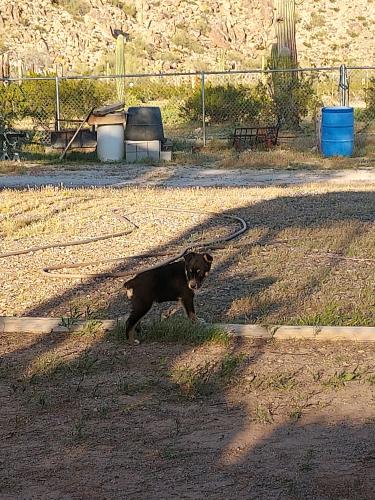 Lost Female Dog last seen North cox rd and waverly dr, Casa Grande, AZ 85194