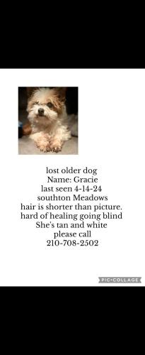 Lost Female Dog last seen southton meadows, San Antonio, TX 78223