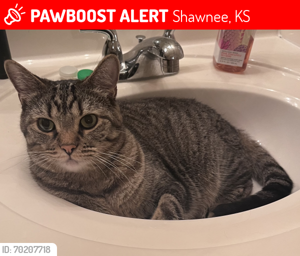 Lost Male Cat last seen Between Shawnee Mission Parky/Johnson Drive and 7 Highway, Shawnee, KS 66226