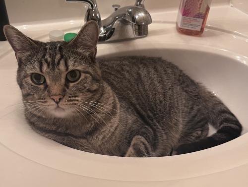 Lost Male Cat last seen Between Shawnee Mission Parky/Johnson Drive and 7 Highway, Shawnee, KS 66226