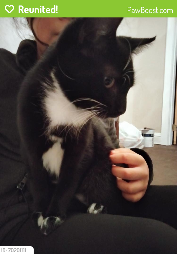 Reunited Male Cat last seen Edgewood/15th pl, Chicago Heights, IL 60411