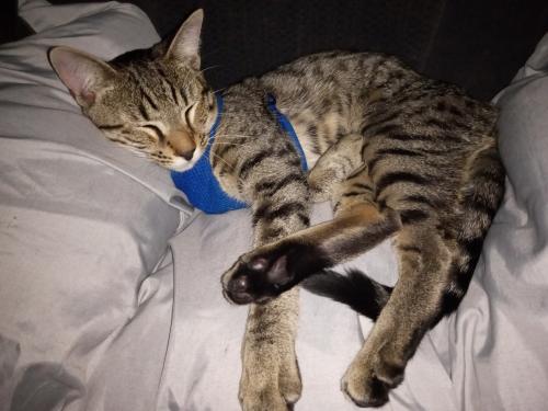 Lost Male Cat last seen Merrill rd, Jacksonville, FL 32211