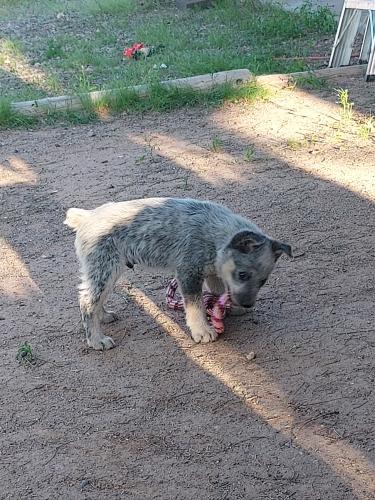 Lost Male Dog last seen North cox rd and Waverly dr  , Casa Grande, AZ 85194