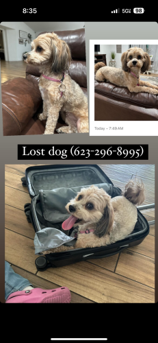 Lost Female Dog last seen By desert mirage golf course , Glendale, AZ 85305