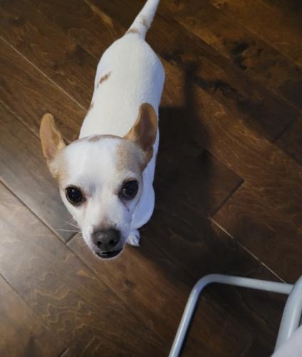 Lost Male Dog last seen Smither park, University of Houston- Energy Research Park, Houston, TX 77023