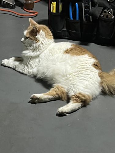 Lost Male Cat last seen Inman ave, Edison, NJ 08820