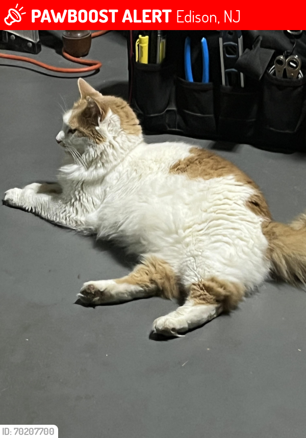 Lost Male Cat last seen Inman ave, Edison, NJ 08820