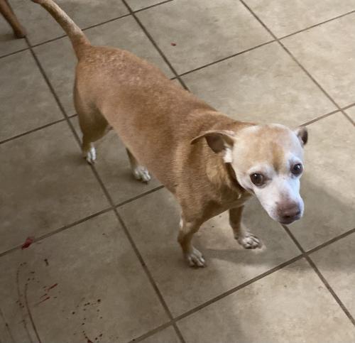 Lost Male Dog last seen Aiken rd , Bogart, GA 30622