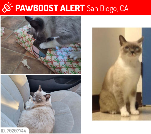 Lost Male Cat last seen Hamilton and Meade San Diego 92116, San Diego, CA 92116