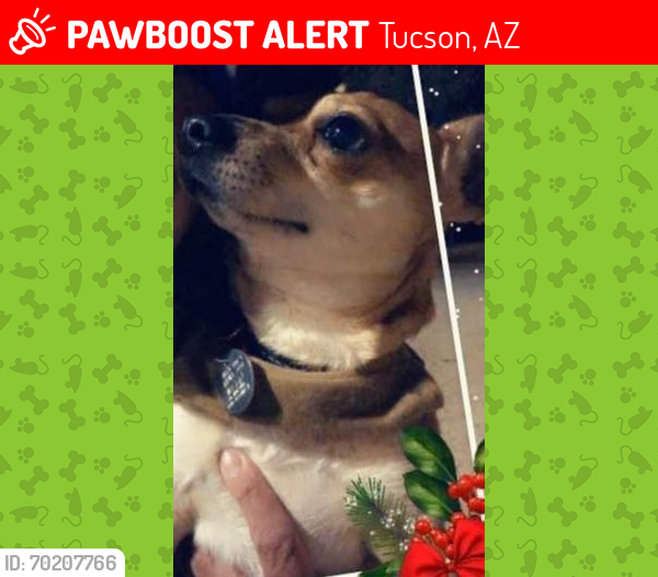 Lost Male Dog last seen Ruthrauff , Tucson, AZ 85705