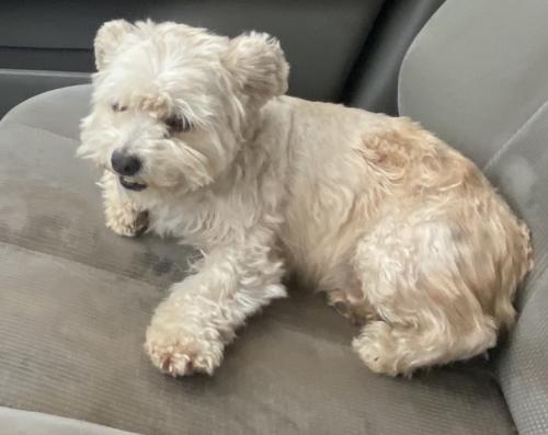 Lost Male Dog last seen S Union Ave & Houghton Rd, Bakersfield, CA 93307
