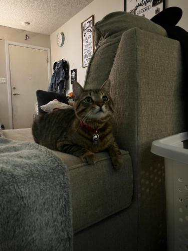 Lost Male Cat last seen breton dr and fairfield ave, Fairfield, CA 94533