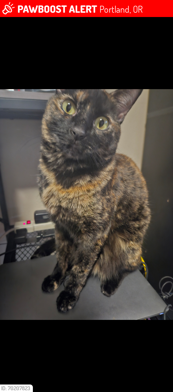 Lost Female Cat last seen 99th and Everett Ct., Portland, OR 97220