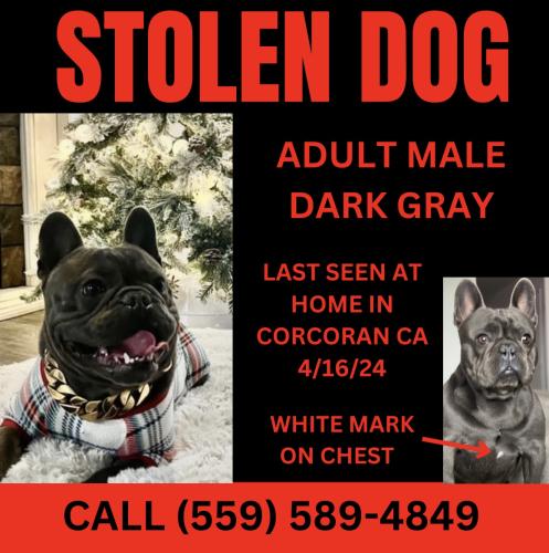 Lost Male Dog last seen Corcoran ca , Corcoran, CA 93212