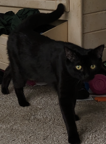 Lost Female Cat last seen Sugarloaf Parkway and University Parkway, Lawrenceville, GA 30043