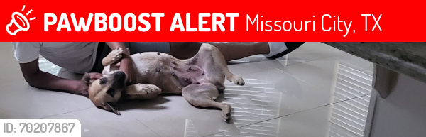 Lost Female Dog last seen Belmont shore ln, Glenn lakes ln, hwy 6 and university Blvd, target kroger, Missouri City, TX 77459