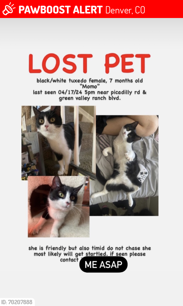 Lost Female Cat last seen picadilly rd, green valley ranch blvd , Denver, CO 80249