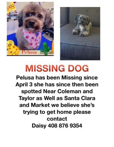 Lost Female Dog last seen San Jose ca, San Jose, CA 95113