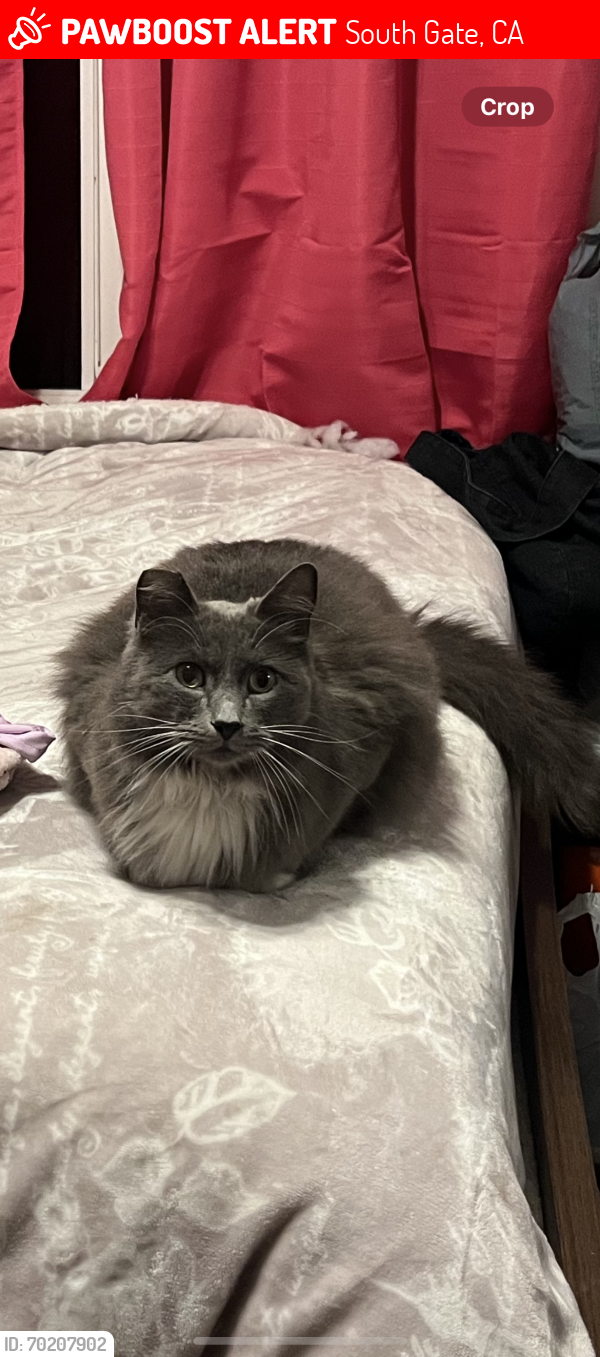 Lost Male Cat last seen Otis and Duane, South Gate, CA 90280