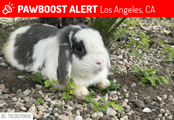 Lost Male Rabbit last seen Pickford, Los Angeles, CA 90035