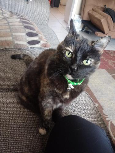 Lost Female Cat last seen Near Utah St NE , Albuquerque, NM 87108