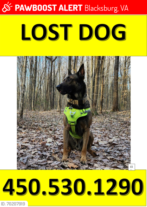 Lost Male Dog last seen Merrimac rd, Blacksburg, VA 24060