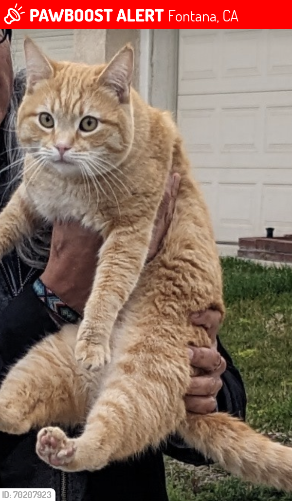 Lost Male Cat last seen Constitution Way/ Lincoln Loop, Fontana, CA 92336