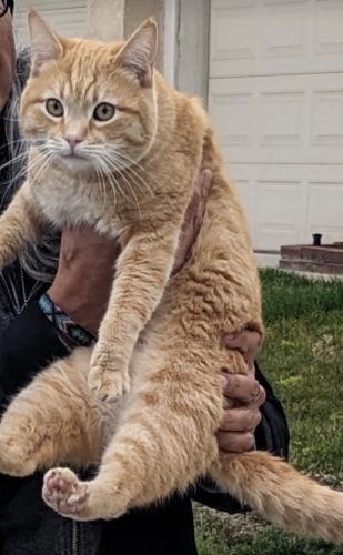 Lost Male Cat last seen Constitution Way/ Lincoln Loop, Fontana, CA 92336
