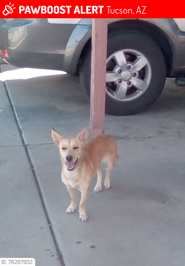 Lost Female Dog last seen Park & Bilby, Tucson, AZ 85706