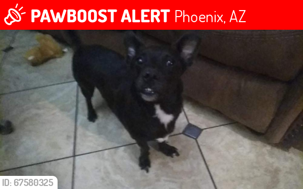 Lost Male Dog last seen Chandler blvd and 48th st., Phoenix, AZ 85048