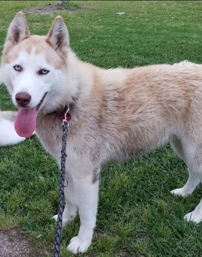 Lost Female Dog last seen Luella & Spencer, Deer Park, TX 77536
